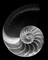 Nautilus Shell Iii Poster Print by William Neill - Item # VARPDXWN242